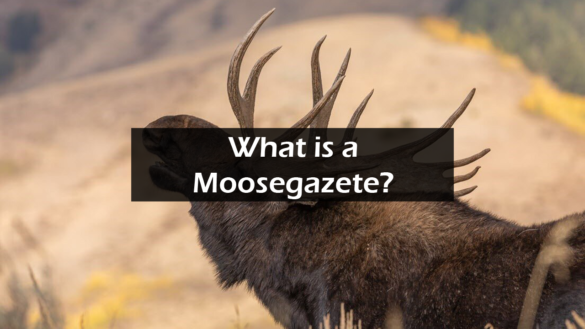 what is moosegazette